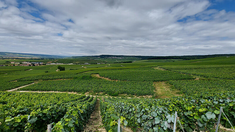 Boroslány - Champagne