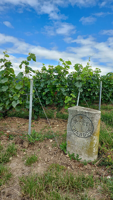 Boroslány - Champagne-i borvidék