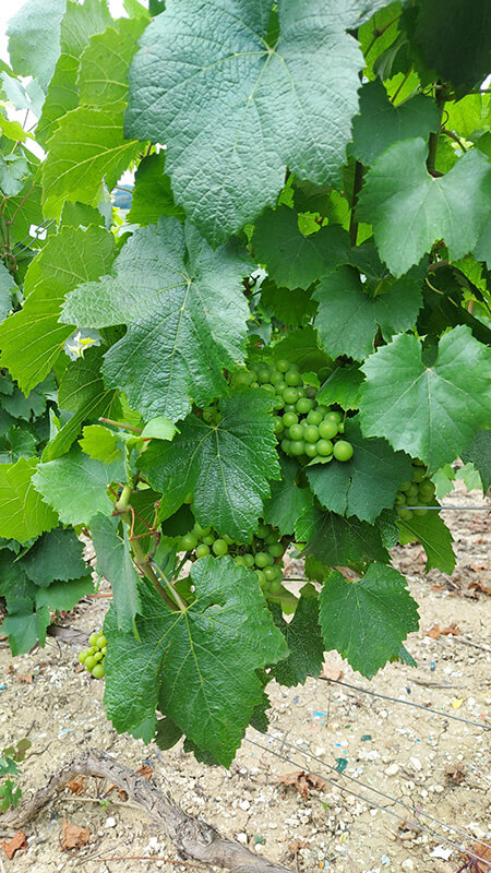 Boroslány - Champagne -Szőlő