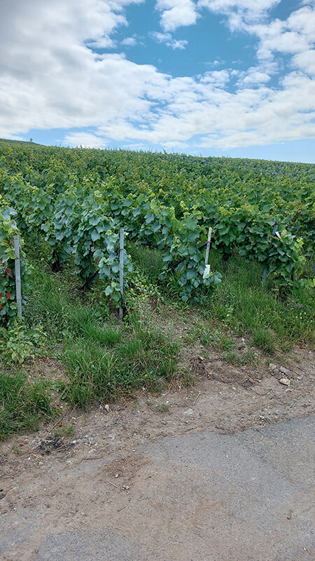 Boroslány - Champagne -Szőlő