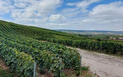 Úti beszámoló- Champagne