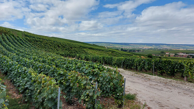 Boroslány - Champagne -Szőlőtőkék