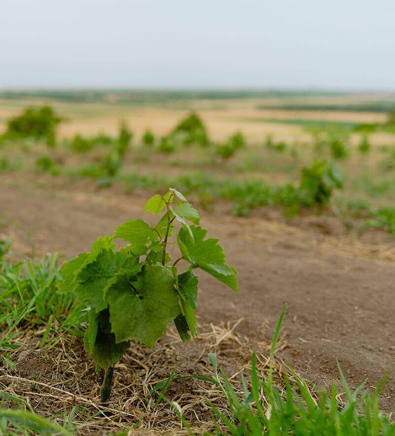 Boroslány Szőlőskert